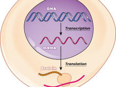 When a gene is expressed, its DNA is copied into mRNA during a process called transcription. mRNA is then used to make a protein through a process called translation.