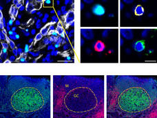 slides show various cells lit up with different colors