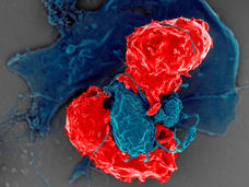 An image of T cells interacting with dendritic cells.