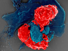 Image showing dendritic cell interacting with T cells.