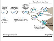 Se observa una ilustración del origen y la acumulación de mutaciones genómicas en tejido a lo largo del tiempo.