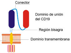 Diagrama de una célula T con CAR en el que se observan los componentes manipulados del receptor.