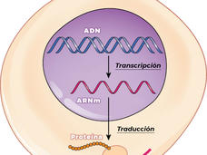 Ilustración que muestra la transcripción de ADN al ARNm y la traducción de ARNm a la síntesis de proteínas