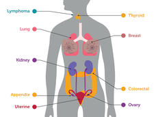 illustration of human body shows where major body systems are located