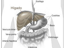Imagen anatómica del hígado y los órganos que lo rodean