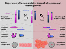 Generation of Fusion Proteins Through Chromosomal Rearrangement