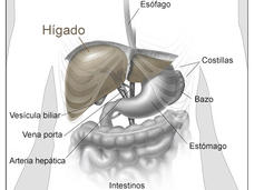 Imagen anatómica del hígado y los órganos que lo rodean.