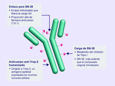 Ilustración del conjugado anticuerpo-fármaco sacituzumab govitecán. Se observa el anticuerpo anti-Trop-2 que se une al medicamento quimioterapéutico SN-38.