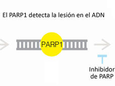 Imagen en la que se observa el funcionamiento de los inhibidores de PARP