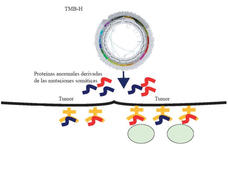 Diagrama en el que se observa la forma en que las mutaciones genéticas producen antígenos en la superficie de las células cancerosas.