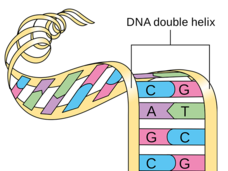 A cartoon DNA strand unwinds to show base pairs of A-T and G-C.