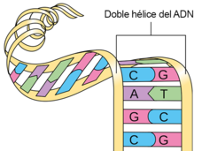Ilustración de una cadena de ADN que se desenrolla en pares de bases de A-T y G-C.