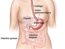 Ilustración anatómica del aparato digestivo.