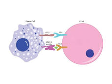 illustration shows how Immune cells find cancer cells by scanning their surface for the MHC I protein.