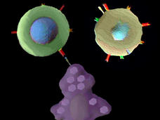 Illustration shows green T cells interacting with tumor cells