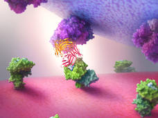 antibodies (that look like ribbons) act like a bridge, grabbing onto immune cells with one end and cancer cells with the other.