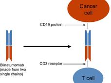Illustration showing how blinatumomab brings a T cell and cancer cell together.