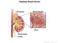 Illustration of kidney anatomy showing renal tubules