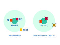 A simplified graphic of two blue cancer cells. On the left, the cell has three receptors highlighted--two in the nucleus and one on the cell's edge.  On the right, these receptors have X symbols over them.