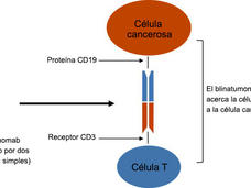 Imagen en la que se muestra cómo el blinatumomab acerca la célula T a la célula cancerosa.