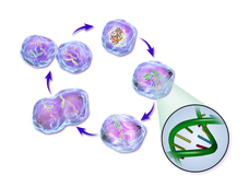 An illustration of phases of the life cycle of a normal cell
