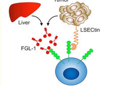 Illustration of interaction of LAG-3 on tumor cells with proteins on other cells. 