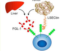 The LAG-3 checkpoint protein on T cells binding to partner proteins on other types of cells