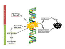 Illustration of radiation-induced direct and indirect DNA damage.