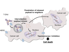 Antibody-drug conjugate mechanism of action