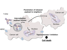 An illustration of trastuzumab deruxtecan's mechanism of action