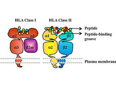 HLA proteins display peptides from inside the cell to help immune cells find cancerous or infected cells.