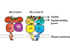 Illustration of HLA proteins presenting peptides on cell surface.