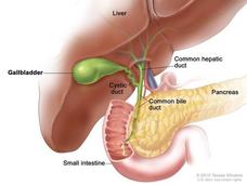 Illustration of the anatomy of the biliary tract