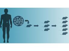 Image of a patient-derived model system for the Patient-Derived Models of Cancer Consortium