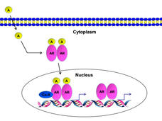 An illustration of androgen entering a cell and binding to the androgen receptor.