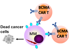 CAR T-cells bind to the BCMA protein on the surface of myeloma cells.