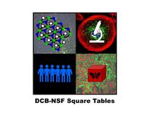 Representative image for the NCI-NSF Square Tables with a square for Living Materials, a square for Windows on the Cell, a square for Emergent Properties, and a square showing people coming together 
