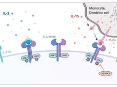 An illustration of IL-2 and IL-15 binding to cell surface receptors.