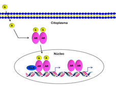 Una ilustración del andrógeno que entra a una célula, se une al receptor de andrógenos y se mueve hacia el núcleo celular, donde dirige la activación de genes que promueven la supervivencia y proliferación celular.
