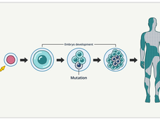 Graphic showing fertilization and different stages of embryos made of green cells. A gray cell, labeled mutation, is present in the later embryo stages. An arrow points to a human figure colored in a patchwork of green and gray.