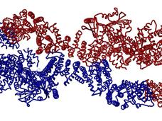 Ribbon diagram of the NF1 protein in an occluded conformation