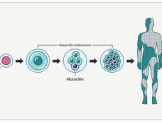 Gráfica en la que se muestra la fertilización y las distintas etapas del desarrollo de embriones formados por células verdes. Hay una etiqueta de mutación en una célula gris, que está en una etapa más tardía. Hay una flecha que apunta a una figura humana coloreada en mosaicos verdes y grises.