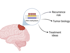 Graphic of a brain with a red tumor on the upper part. A magnifying bubble shows DNA strand with dots on top, labeled DNA methylation. Arrows emanating from the bubble say "recurrence risk," "tumor biology," and "treatment ideas."