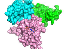 Illustration of RBD and CRD binding to an active KRAS-RAF1 complex