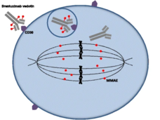 An illustration of brentuximab's mechanism of action.