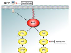 A diagram of the signaling pathway in cells blocked by ganitumab and trametinib.