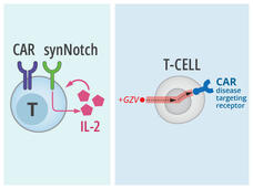 Illustrations of two next-generation CAR T cells