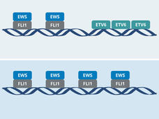 Illustration of ETV6 and EWS-FLI1 binding to DNA