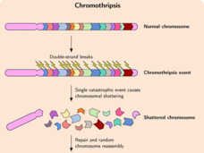 An illustration depicting chromothripsis and its outcome, including ecDNA formation
