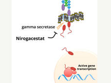 An illustration showing nirogacestat blocking an enzyme called gamma secretase, which is part of a signaling pathway that drives desmoid tumor growth.